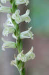 Greenvein ladies tresses